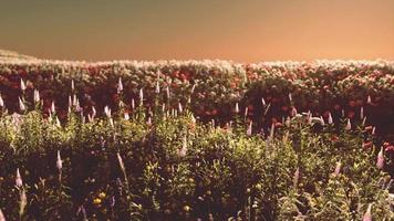 veld met bloemen tijdens de zomerzonsondergang video