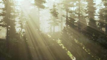 alba in una nebbiosa foresta di conifere video