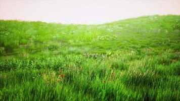 fräscht grönt fält och blå himmel på våren video