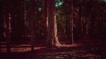 Giant sequoia trees towering above the ground in Sequoia National Park video