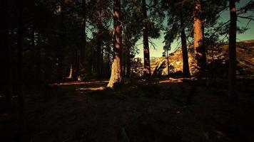 Giant sequoia trees towering above the ground in Sequoia National Park video
