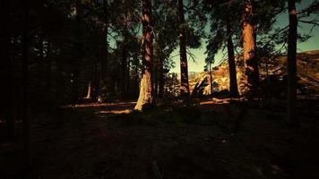 gigantische sequoia-bomen torenhoog boven de grond in sequoia nationaal park video