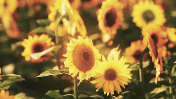 campos de girasoles en la cálida luz del atardecer video