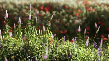 Feld mit Blumen während des Sommersonnenuntergangs video