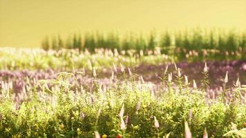 campo con flores durante el atardecer de verano video