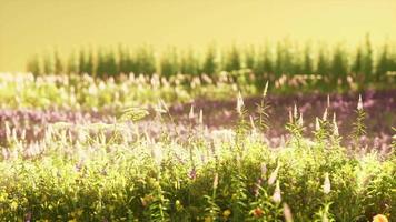 Feld mit Blumen während des Sommersonnenuntergangs video