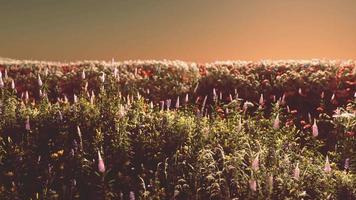 campo com flores durante o pôr do sol de verão video