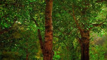 bosque de ensueño oscuro con niebla video