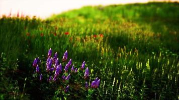 Green meadow under blue sky video