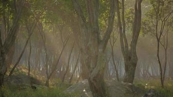 forêt enchantée à la lumière magique video