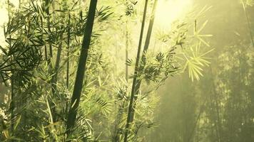 bambuskog i södra Kina video