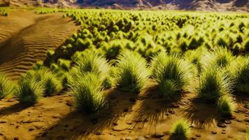 Flat desert with bush and grass