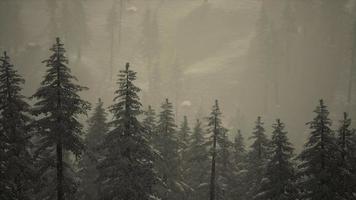 montagne dei Carpazi nebbia e foschia presso la pineta video