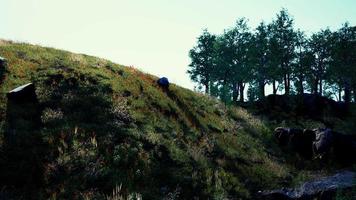 Beautiful panoramic landscape of the Pyrenees mountain valley video