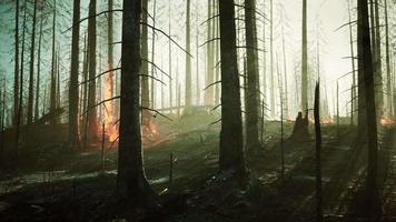 la catastrophe des incendies de forêt tropicale brûle causée par l'homme