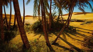 plantation de palmiers dattiers destinés à la production d'aliments sains video