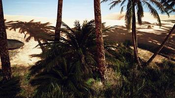 plantación de palmeras datileras destinadas a la producción de alimentos saludables