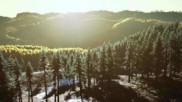 hermosa vista de la puesta de sol en el bosque de cedros frente a la cordillera de sayan video