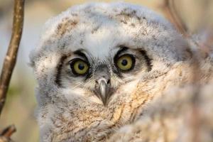 Owlet in nest in Saskatchewan photo