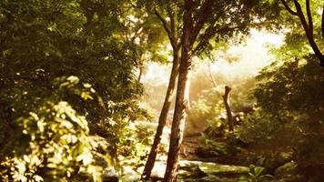 belle clairière de forêt verte à la lumière du soleil video