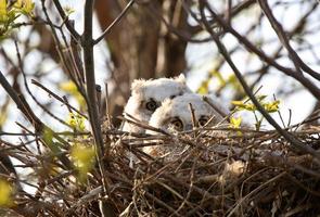 Owlets in nest in Saskatchewan photo