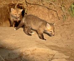 kits de zorro rojo en la entrada de la guarida en saskatchewan foto