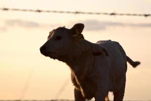 Ternero joven por cerca de alambre de púas en Saskatchewan foto