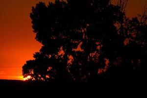 puesta de sol detrás de un árbol de saskatchewan foto