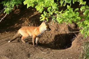 Fox kit by its den in Saskatchewan photo