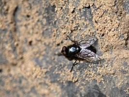 Macro image of a fly photo