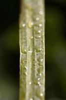 Rain drops on a blade leaf in scenic Saskatchewan photo