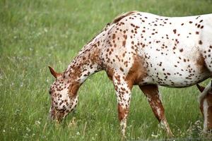 Spotted horse grazing in a Saskatchewan pasture photo
