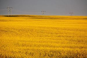 Storm clouds over a Saskatchewan canola crop photo