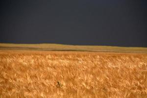 Wheat field with storm clouds in distance photo