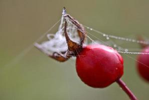 tela de araña en bayas de rosa mosqueta foto