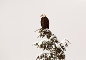 Bald Eagle perched in tree