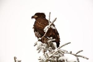 águila calva encaramado en el árbol foto