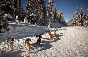Dogsled racing in Alberta photo