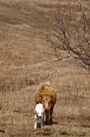 Young calf with mother in early spring photo