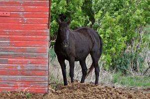 caballo detrás del edificio de la granja en saskatchewan foto