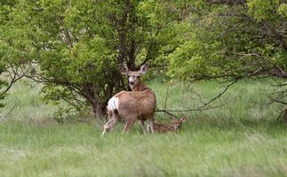 Mule Deer doe with fawn hiding in tall grass photo