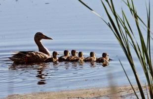 Hen and ducklings swimming in roadside pond photo