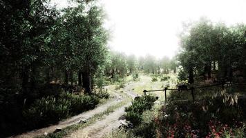 strada di campagna in una foresta di latifoglie in una mattinata nebbiosa video