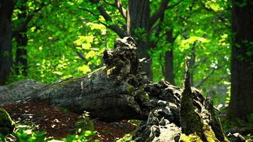 Green forest scenery with the sun casting beautiful rays through the foliage video