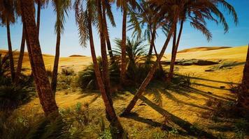 oase bij de Marokkaanse woestijnduinen video