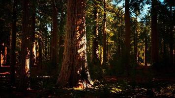 Giant sequoia trees towering above the ground in Sequoia National Park