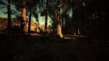 Sequoia Tree in Yosemite National Park video