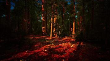 Giant Sequoias Trees or Sierran redwood growing in the forest video