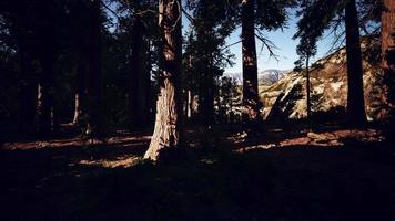 Scale of the giant sequoias of Sequoia National Park video