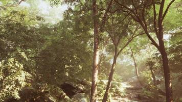 beautiful green forest glade in a light of sun video